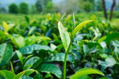手工工艺绿茶
